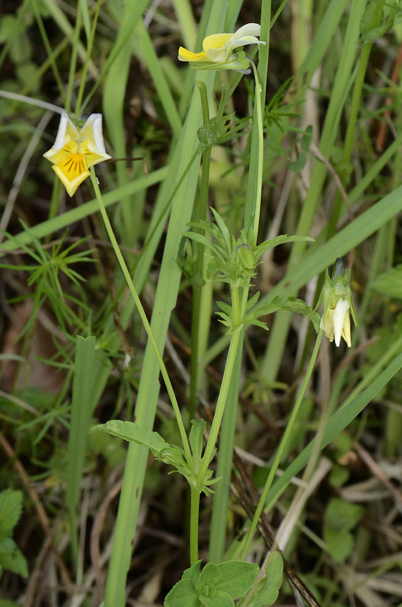 Viola tricolor / Viola del pensiero